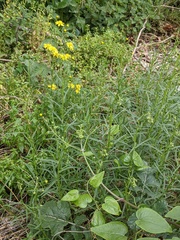 Senecio inaequidens
