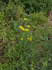 Senecio inaequidens