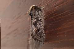 Acrolophinae