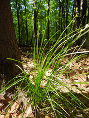 Carex rosea