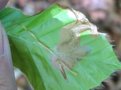 Orchestes fagi