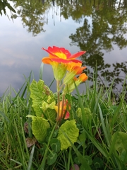 Primula vulgaris