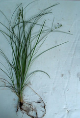 Carex rosea