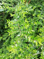Lonicera ligustrina