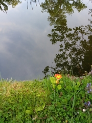 Primula vulgaris