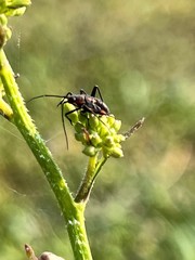 Calocoris nemoralis