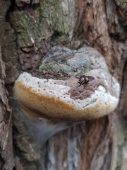 Fungi