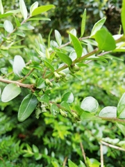 Lonicera ligustrina