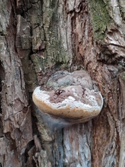 Fungi