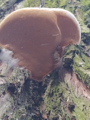 Fungi