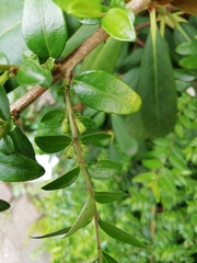Lonicera ligustrina