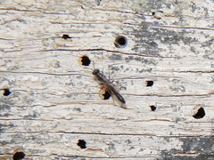 Trypoxylon clavicerum