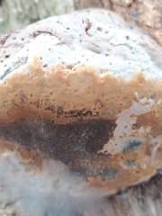 Fungi