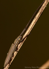 Hippopsis lemniscata