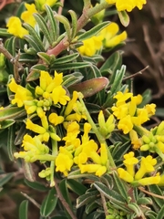 Anthyllis hermanniae melitensis