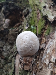 Fungi