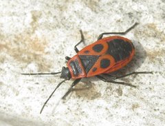 Pyrrhocoris apterus