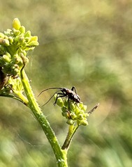 Calocoris nemoralis