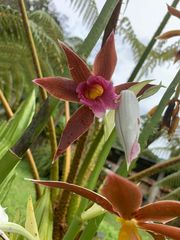 Phaius