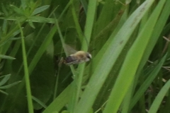Eucera