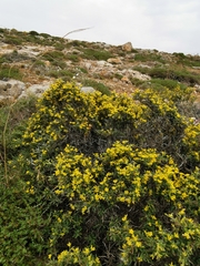 Anthyllis hermanniae melitensis