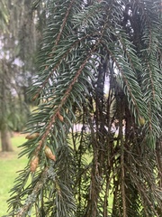 Picea abies