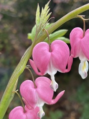 Lamprocapnos spectabilis