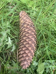 Picea abies