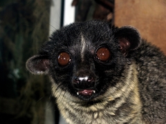 Arctogalidia trivirgata