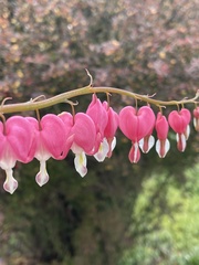 Lamprocapnos spectabilis