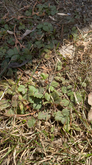 Fragaria virginiana glauca