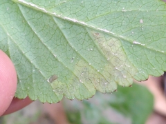 Phytomyza pubicornis