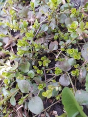 Lysimachia nummularia