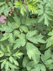 Lamprocapnos spectabilis