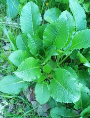 Dipsacus strigosus