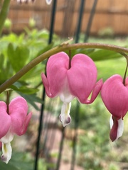 Lamprocapnos spectabilis