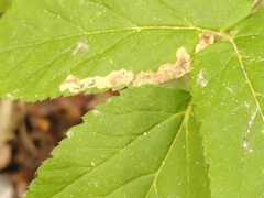 Phytomyza pubicornis