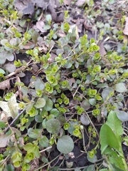Lysimachia nummularia
