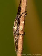 Hippopsis lemniscata