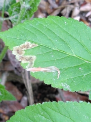 Phytomyza pubicornis