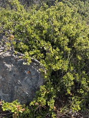 Ceanothus decornutus