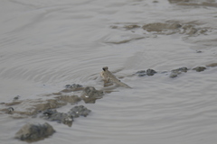 Periophthalmus chrysospilos