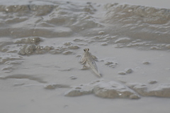 Periophthalmus chrysospilos