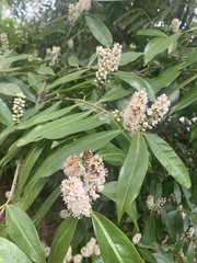 Prunus laurocerasus