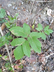 Phytomyza pubicornis