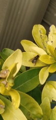 Syrphus opinator