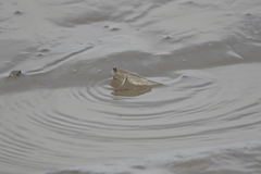 Periophthalmus chrysospilos