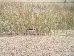Himantopus mexicanus