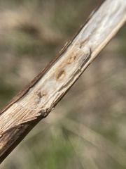Antistrophus