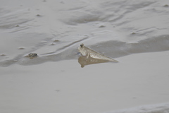 Periophthalmus chrysospilos